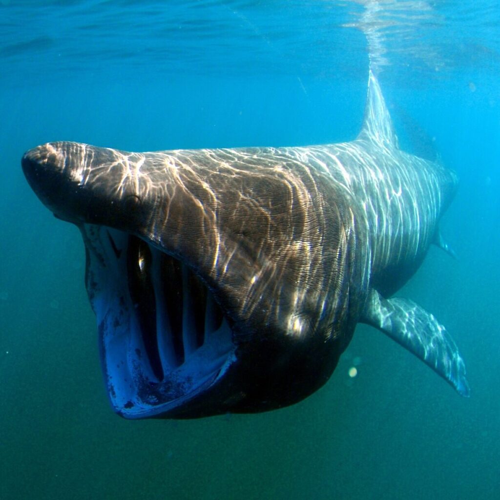 basking shark